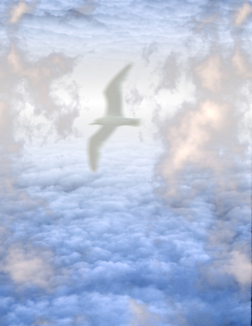 White Bird in Clouds